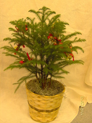 Norfolk Pine with Christmas accents