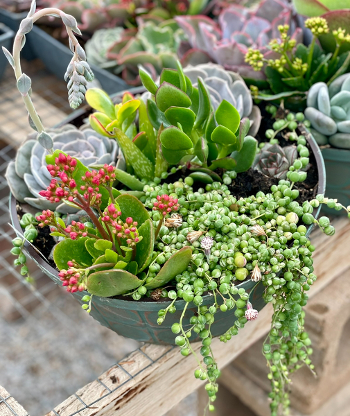 Succulent Dish